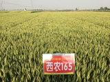 西农165