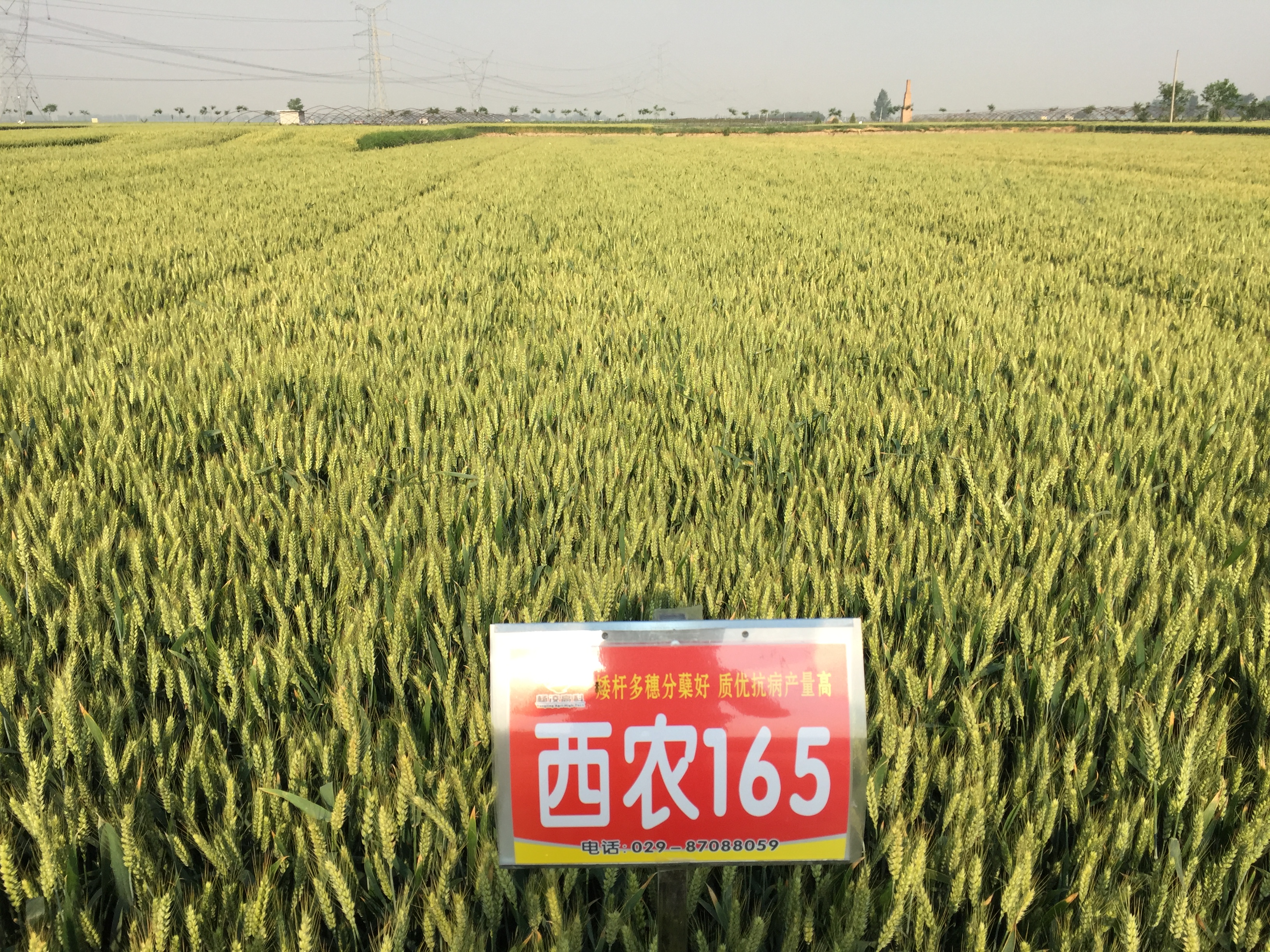 西农165