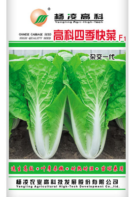 高科四季快菜