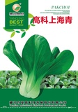 高科上海青