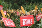 高科168