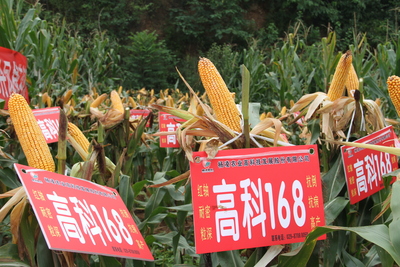 高科168
