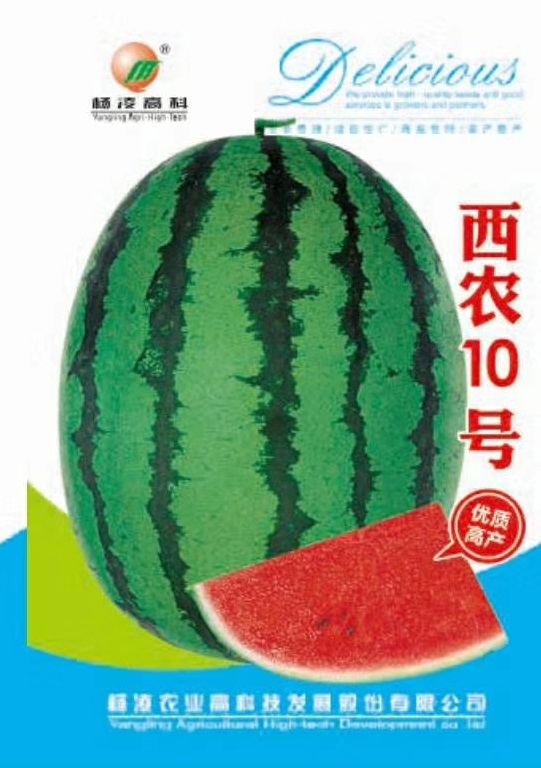 西农10号