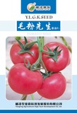 毛粉先生