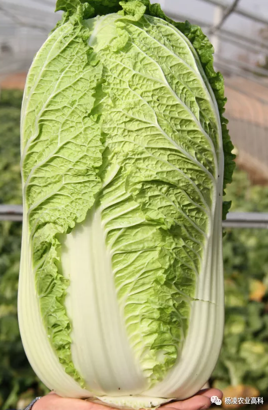 田间去杂及白菜种子包装销售工作 - 杨凌农业高科技发展股份有限公司